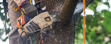 Reliable Woodlands, CA Tree Care Services Solutions