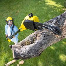 Best Lawn Renovation and Restoration  in Woodlands, CA