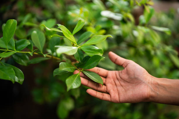 How Our Tree Care Process Works  in  Woodlands, CA